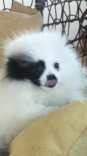 Pomeranci 