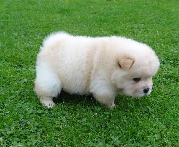 Slatka Chow Chow Puppies
