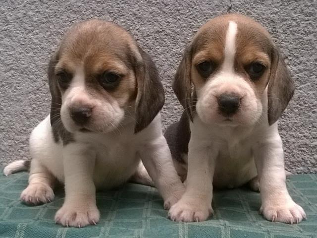 Bigl (Snupi), Engleski plemicki pas