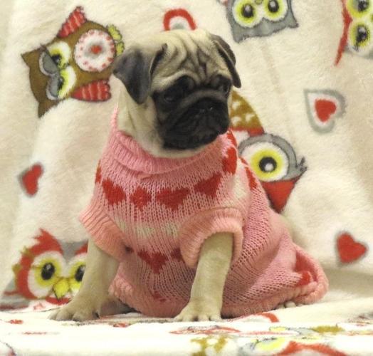 Mops