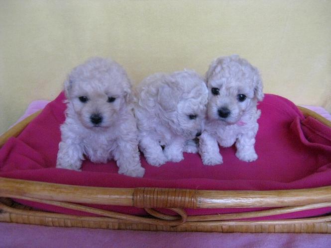 TOY PUDLE