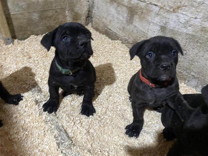Cane Corso štenci