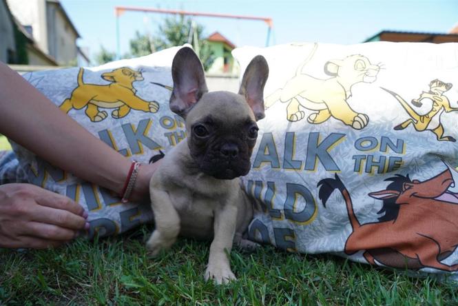 Francuski buldog štenci 