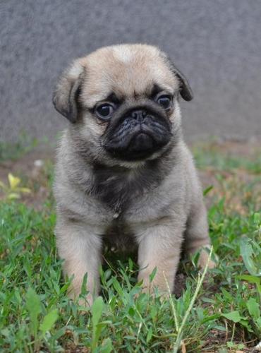 Mops, muski stenci