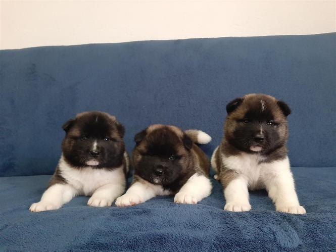 Američka Akita-štenci