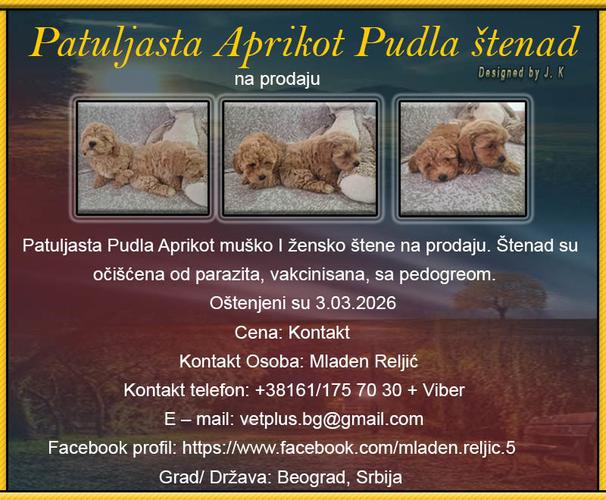 Patuljasta Aprikot Pudla