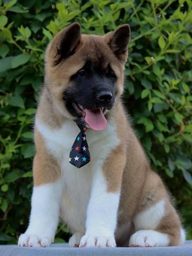 Americka Akita