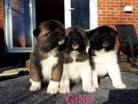 Akita pups dostupan