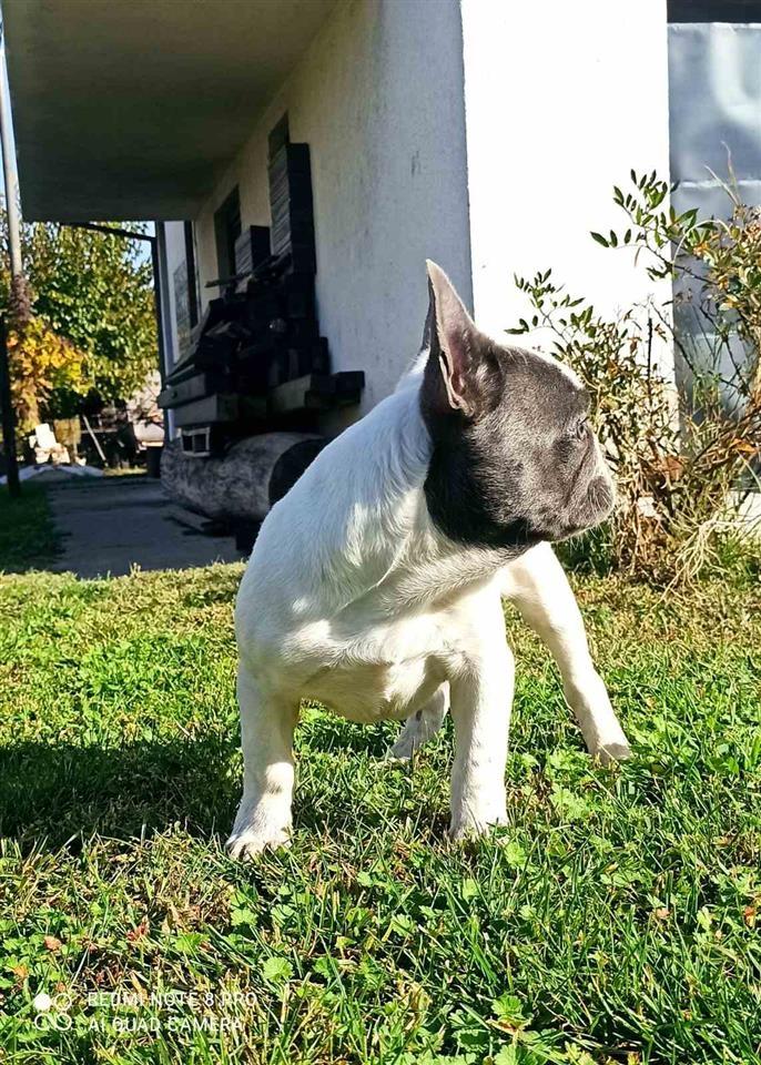 Plavo-Beli-Francuski-Buldog