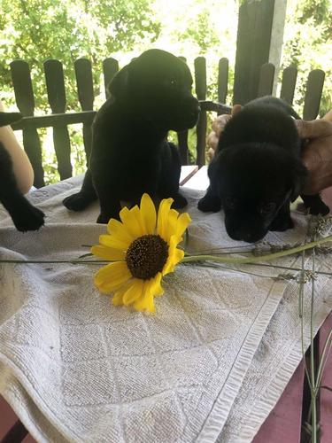 Labrador Retriver