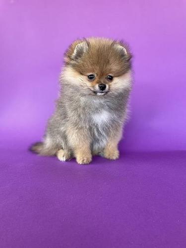 Pomeranski spic / pomeranian /boo