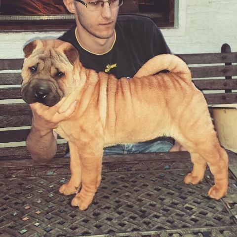 Shar Pei zenka