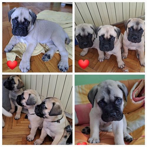 Bullmastiff stenad