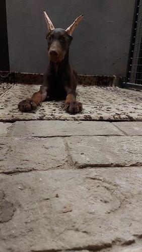 Doberman stenci