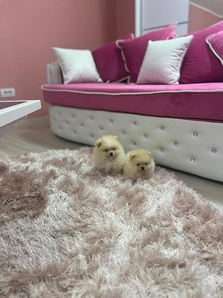 Pomeranac-štenci-