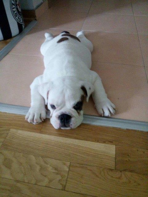 Engleski-buldog--musko-stene