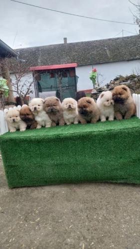 Cau cau Chow chow stenad