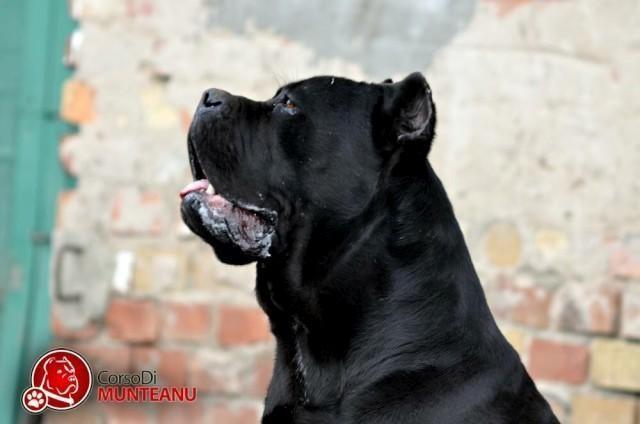 Cane-corso-stenci