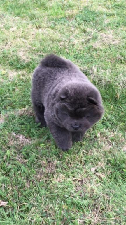 Chow-chow-cau-cau-stenad
