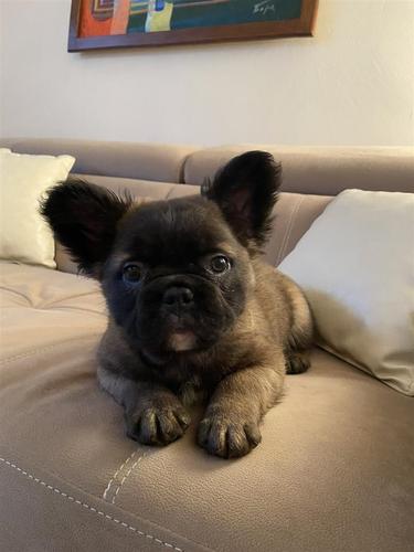 Fluffy Francuski Buldog