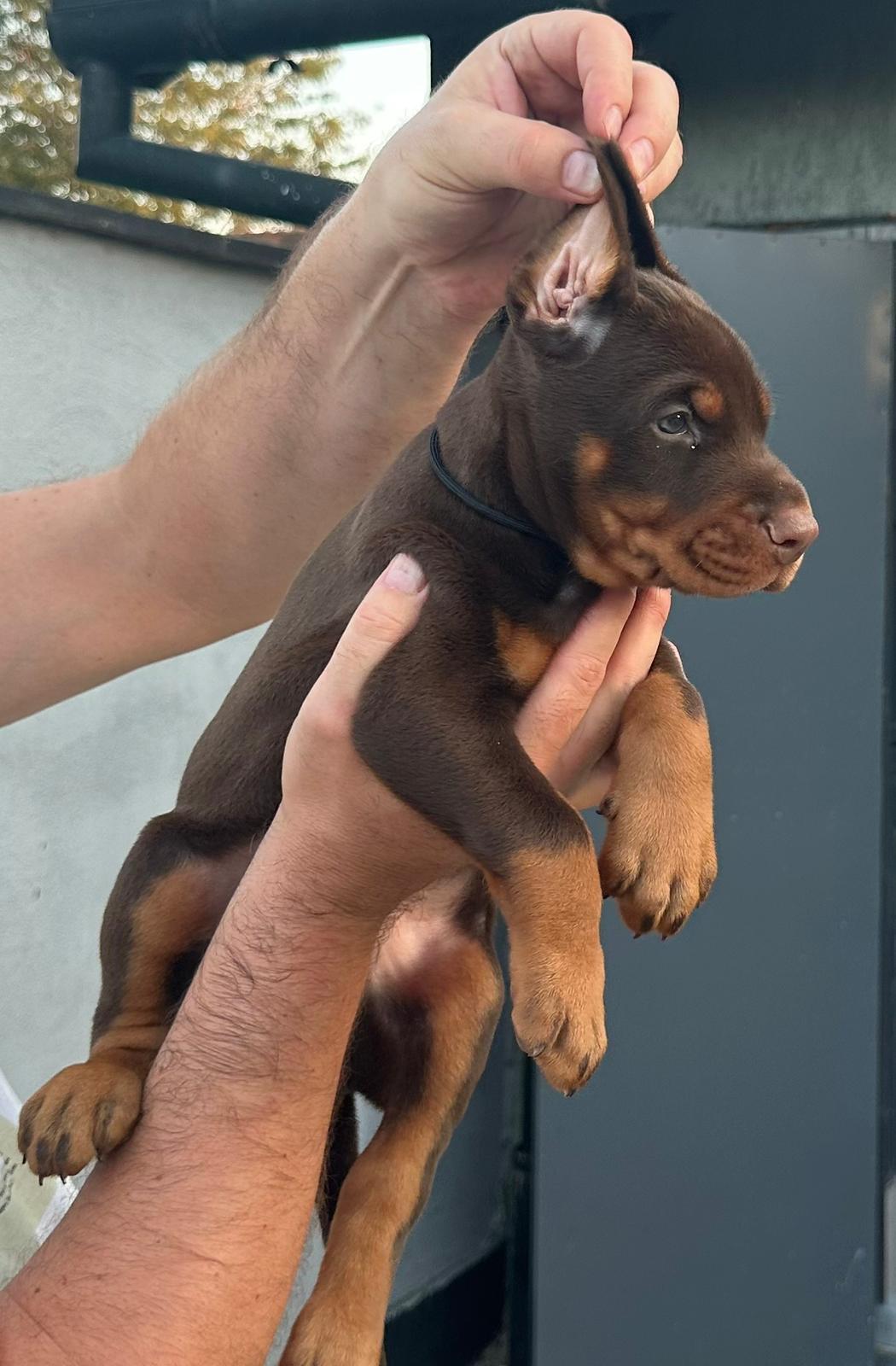 Doberman-štenci