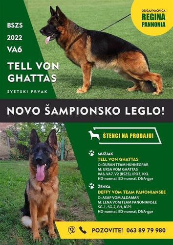 NEMAČKI OVČARI - šampionsko poreklo - veliki izbor!
