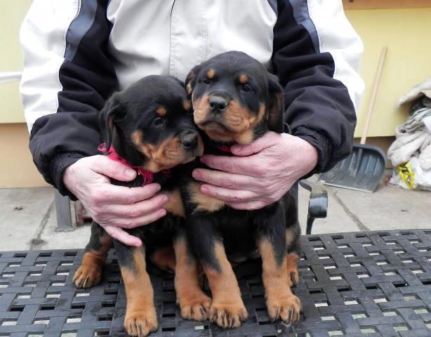 ROTVAJLER stenci odlicnog porekla