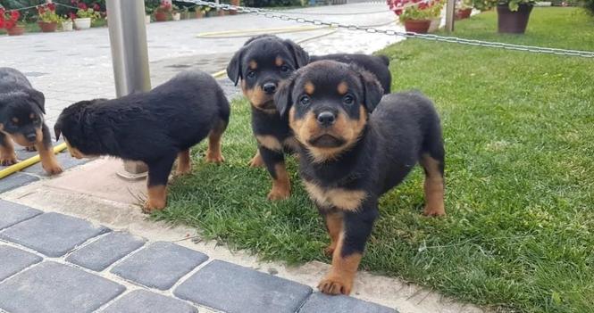 Doberman i rotvajler stenci na prodaju