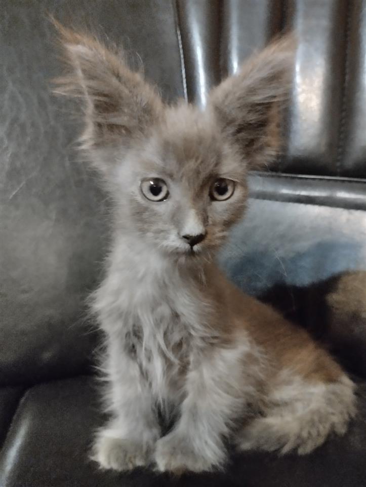 Maine-coon-mačići
