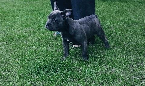 Francuski-buldog-plave-boje