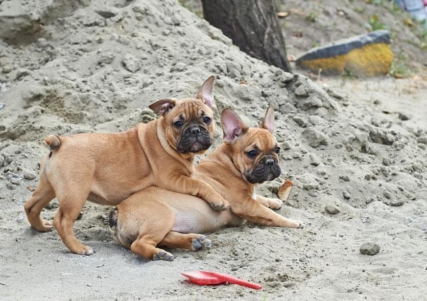 Francuski-buldog-štenci