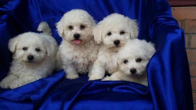 KOVRDZAVI BISON BICHON FRISE samp porekla
