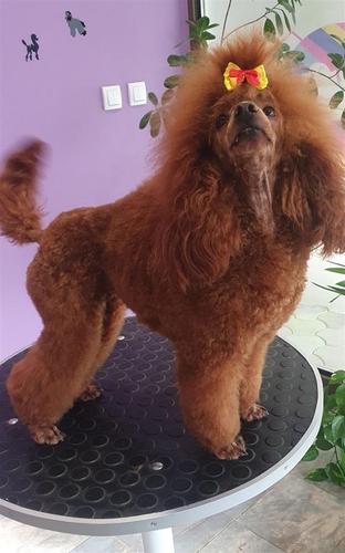 Toy pudla