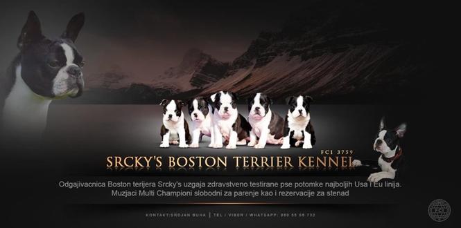 Boston terijeri,muzjaci za parenje