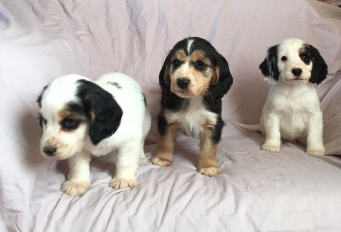 Lijepa Cocker Spaniel
