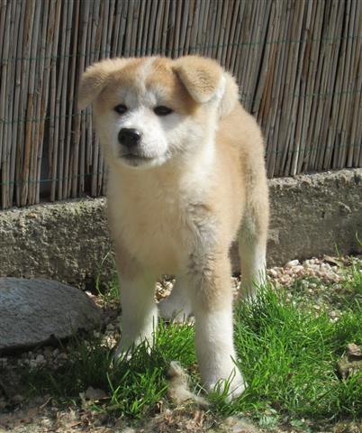 Akita-inu-stenci