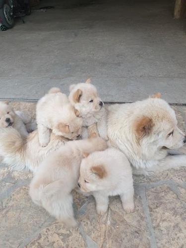 Chow chow cau cau stenad