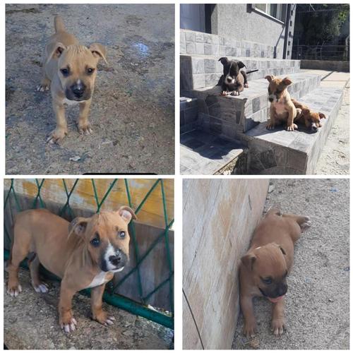PRODAJA ŠTENADI STAFFORDA