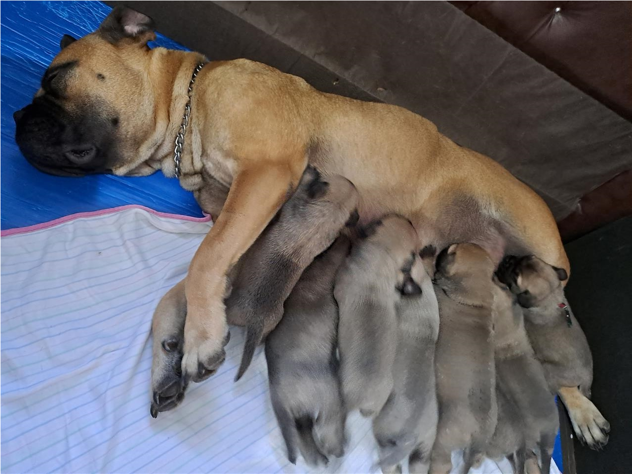 Bullmastiff-stenci