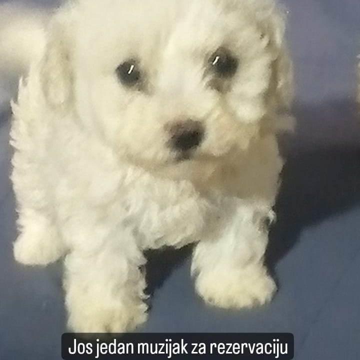 Bišon-štenci