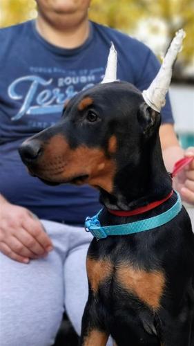 DOBERMAN VRHUNSKA CRNA ŠTENAD