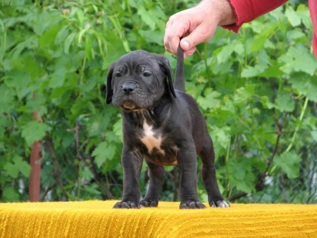 Cane-corso-stenci