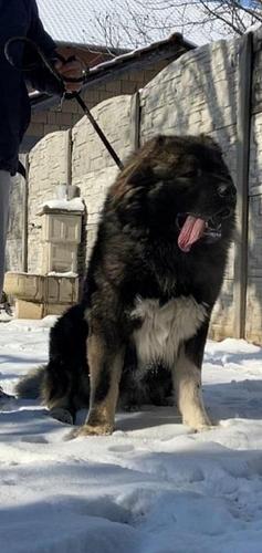 Štenci  kavkaskog ovčara