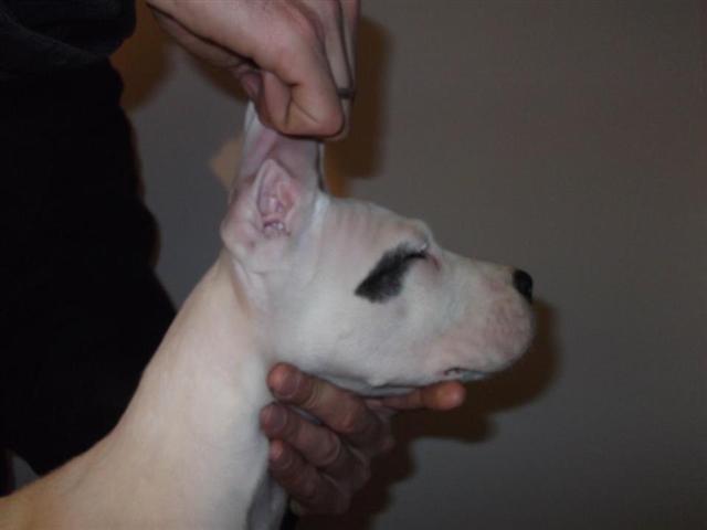 Dogo-Argentino