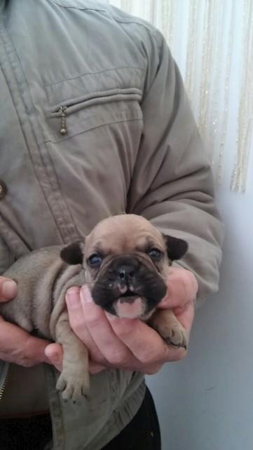 Francuski-buldog-stenad