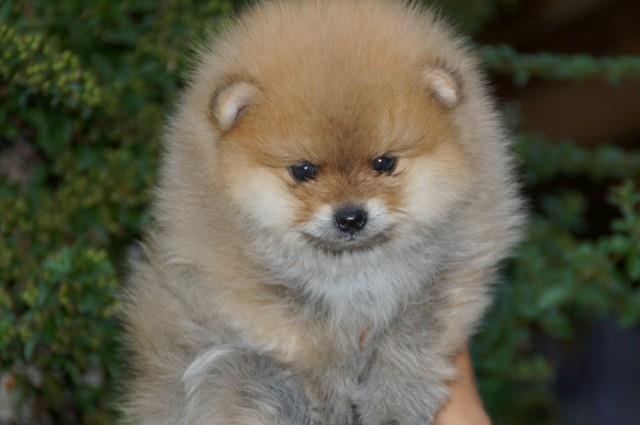 Pomeranski-špic-Pomeranac-Pomeranian-Boo-štenci