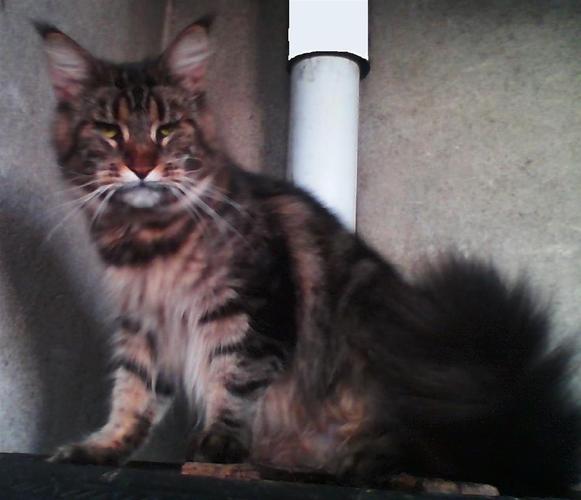 Maine coon macici