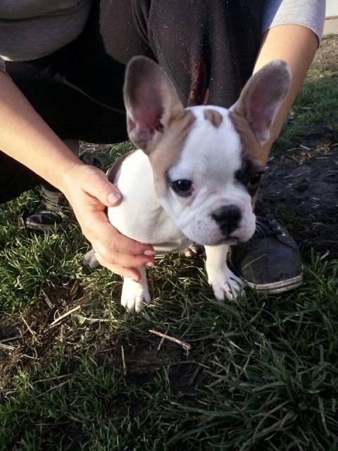 Francuski-Buldog--zensko-stene