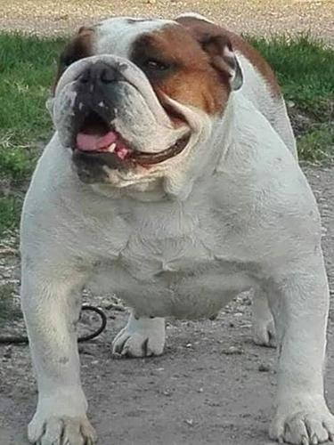 Štenci Engleskog Buldoga 
