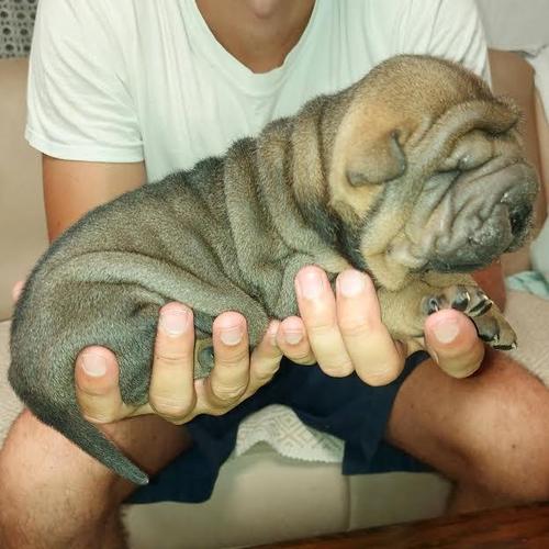 Shar Pei stenci
